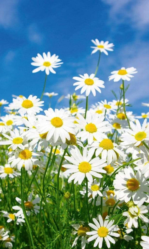 Dimex Daisies Fotobehang 150x250cm 2 banen | Yourdecoration.be