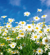 Dimex Daisies Fotobehang 225x250cm 3 banen | Yourdecoration.be