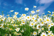 Dimex Daisies Fotobehang 375x250cm 5 banen | Yourdecoration.be