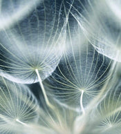 Dimex Dandelion Macro Fotobehang 225x250cm 3 banen | Yourdecoration.be