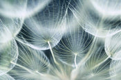 Dimex Dandelion Macro Fotobehang 375x250cm 5 banen | Yourdecoration.be