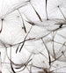 Dimex Dandelion Seeds Fotobehang 225x250cm 3 banen | Yourdecoration.be