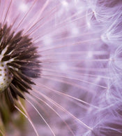 Dimex Dandelion Fotobehang 225x250cm 3 banen | Yourdecoration.be