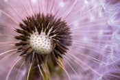 Dimex Dandelion Fotobehang 375x250cm 5 banen | Yourdecoration.be