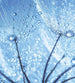 Dimex Dandelion Water Drops Fotobehang 225x250cm 3 banen | Yourdecoration.be