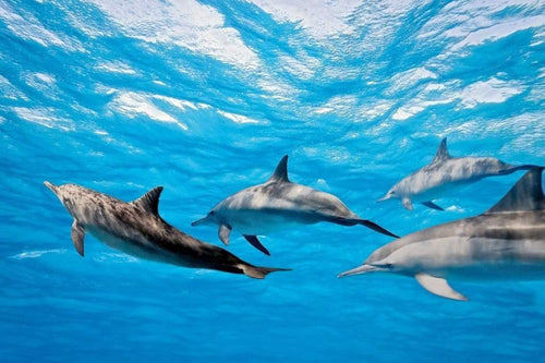 Dimex Dolphins Fotobehang 375x250cm 5 banen | Yourdecoration.be