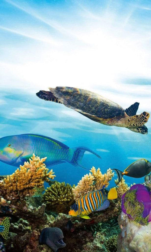 Dimex Fish Fotobehang 150x250cm 2 banen | Yourdecoration.be