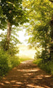 Dimex Forest Path Fotobehang 150x250cm 2 banen | Yourdecoration.be