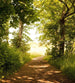 Dimex Forest Path Fotobehang 225x250cm 3 banen | Yourdecoration.be