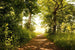 Dimex Forest Path Fotobehang 375x250cm 5 banen | Yourdecoration.be