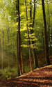 Dimex Forest Fotobehang 150x250cm 2 banen | Yourdecoration.be