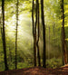 Dimex Forest Fotobehang 225x250cm 3 banen | Yourdecoration.be