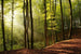 Dimex Forest Fotobehang 375x250cm 5 banen | Yourdecoration.be