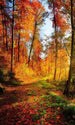 Dimex Forest Walk Fotobehang 150x250cm 2 banen | Yourdecoration.be