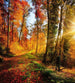 Dimex Forest Walk Fotobehang 225x250cm 3 banen | Yourdecoration.be