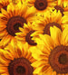 Dimex Helianthus Fotobehang 225x250cm 3 banen | Yourdecoration.be