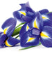 Dimex Iris Fotobehang 225x250cm 3 banen | Yourdecoration.be