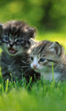 Dimex Kittens Fotobehang 150x250cm 2 banen | Yourdecoration.be