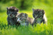 Dimex Kittens Fotobehang 375x250cm 5 banen | Yourdecoration.be