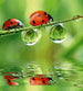 Dimex Ladybird Fotobehang 225x250cm 3 banen | Yourdecoration.be