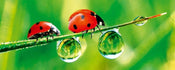 Dimex Ladybird Fotobehang 375x150cm 5 banen | Yourdecoration.be