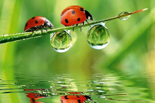 Dimex Ladybird Fotobehang 375x250cm 5 banen | Yourdecoration.be