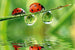 Dimex Ladybird Fotobehang 375x250cm 5 banen | Yourdecoration.be