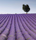 Dimex Lavender Field Fotobehang 225x250cm 3 banen | Yourdecoration.be