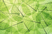 Dimex Leaf Veins Fotobehang 375x250cm 5 banen | Yourdecoration.be