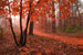 Dimex Misty Forest Fotobehang 375x250cm 5 banen | Yourdecoration.be