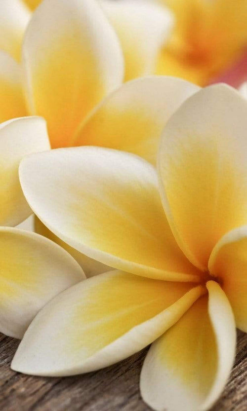 Dimex Plumeria Fotobehang 150x250cm 2 banen | Yourdecoration.be