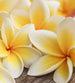 Dimex Plumeria Fotobehang 225x250cm 3 banen | Yourdecoration.be