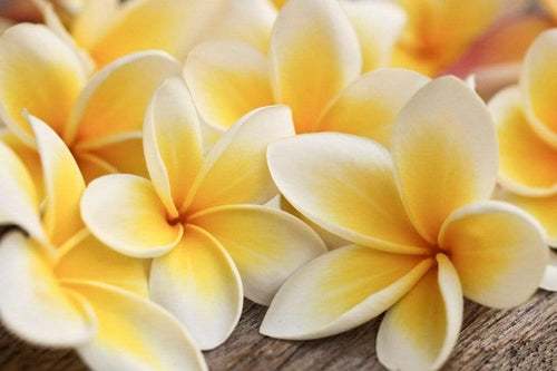 Dimex Plumeria Fotobehang 375x250cm 5 banen | Yourdecoration.be