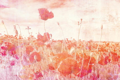 Dimex Poppies Abstract Fotobehang 375x250cm 5 banen | Yourdecoration.be