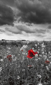 Dimex Poppies Black Fotobehang 150x250cm 2 banen | Yourdecoration.be