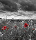 Dimex Poppies Black Fotobehang 225x250cm 3 banen | Yourdecoration.be