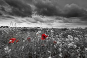 Dimex Poppies Black Fotobehang 375x250cm 5 banen | Yourdecoration.be