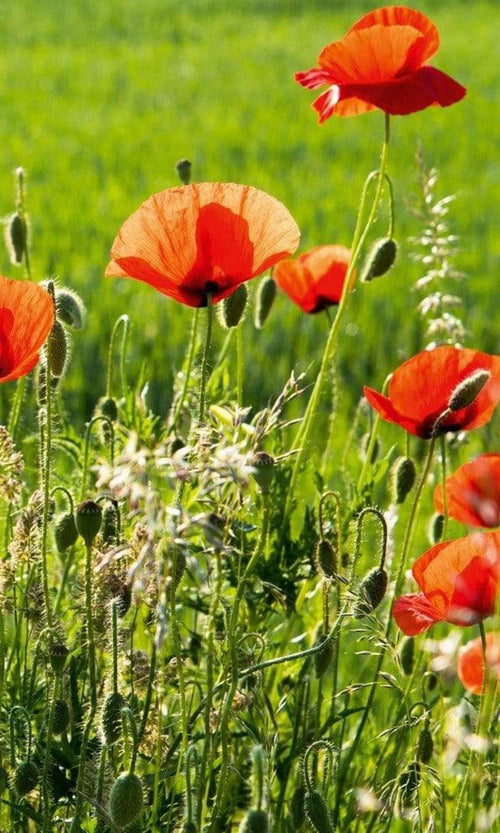 Dimex Poppy Field Fotobehang 150x250cm 2 banen | Yourdecoration.be