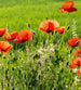 Dimex Poppy Field Fotobehang 225x250cm 3 banen | Yourdecoration.be