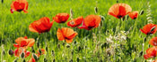 Dimex Poppy Field Fotobehang 375x150cm 5 banen | Yourdecoration.be