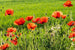 Dimex Poppy Field Fotobehang 375x250cm 5 banen | Yourdecoration.be