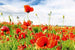 Dimex Red Poppies Fotobehang 375x250cm 5 banen | Yourdecoration.be