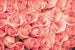 Dimex Roses Fotobehang 375x250cm 5 banen | Yourdecoration.be