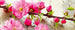 Dimex Sakura Fotobehang 375x150cm 5 banen | Yourdecoration.be