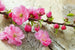 Dimex Sakura Fotobehang 375x250cm 5 banen | Yourdecoration.be