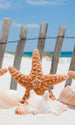 Dimex Starfish Fotobehang 150x250cm 2 banen | Yourdecoration.be