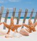 Dimex Starfish Fotobehang 225x250cm 3 banen | Yourdecoration.be