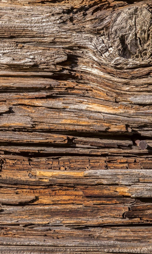 Dimex Tree Bark Fotobehang 150x250cm 2 banen | Yourdecoration.be