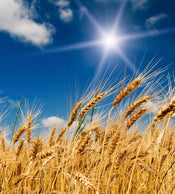 Dimex Wheat Field Fotobehang 225x250cm 3 banen | Yourdecoration.be