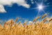 Dimex Wheat Field Fotobehang 375x250cm 5 banen | Yourdecoration.be